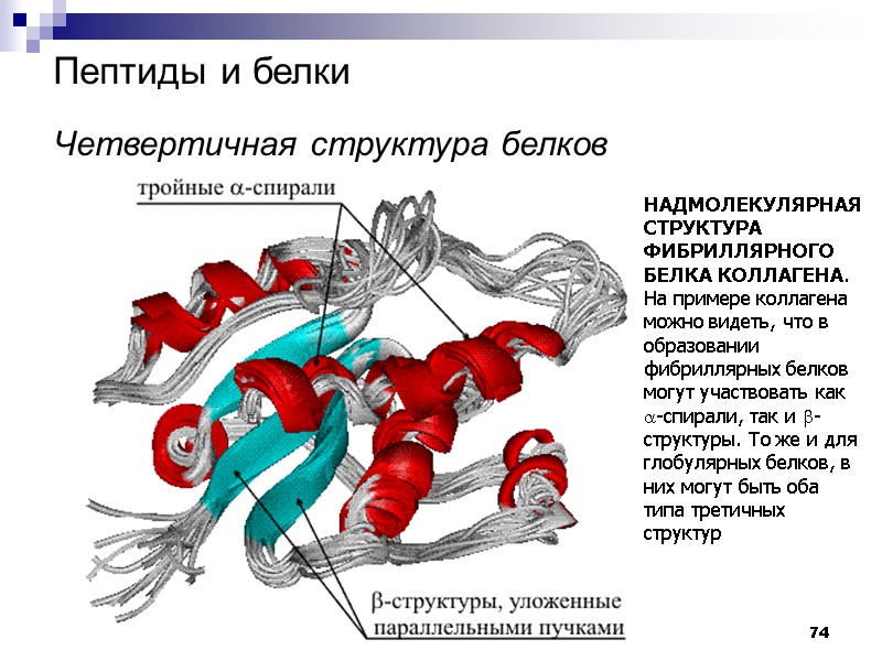 74 Пептиды и белки   Четвертичная структура белков  НАДМОЛЕКУЛЯРНАЯ СТРУКТУРА ФИБРИЛЛЯРНОГО БЕЛКА
